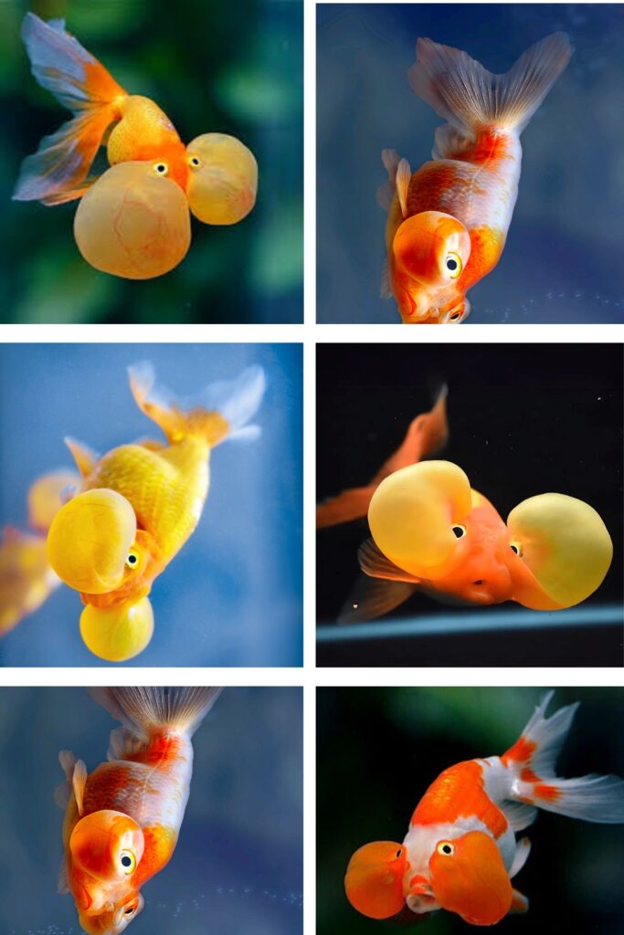 Bubble Eye Goldfish