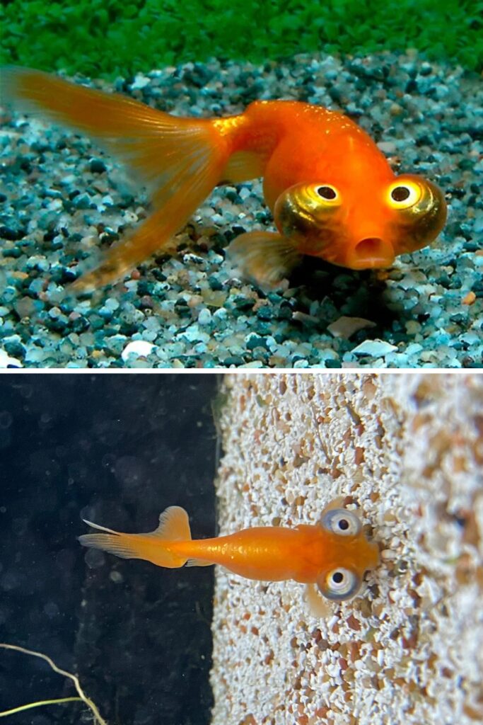 Celestial Eye Goldfish