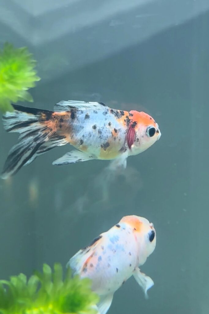 Curled Gill Goldfish