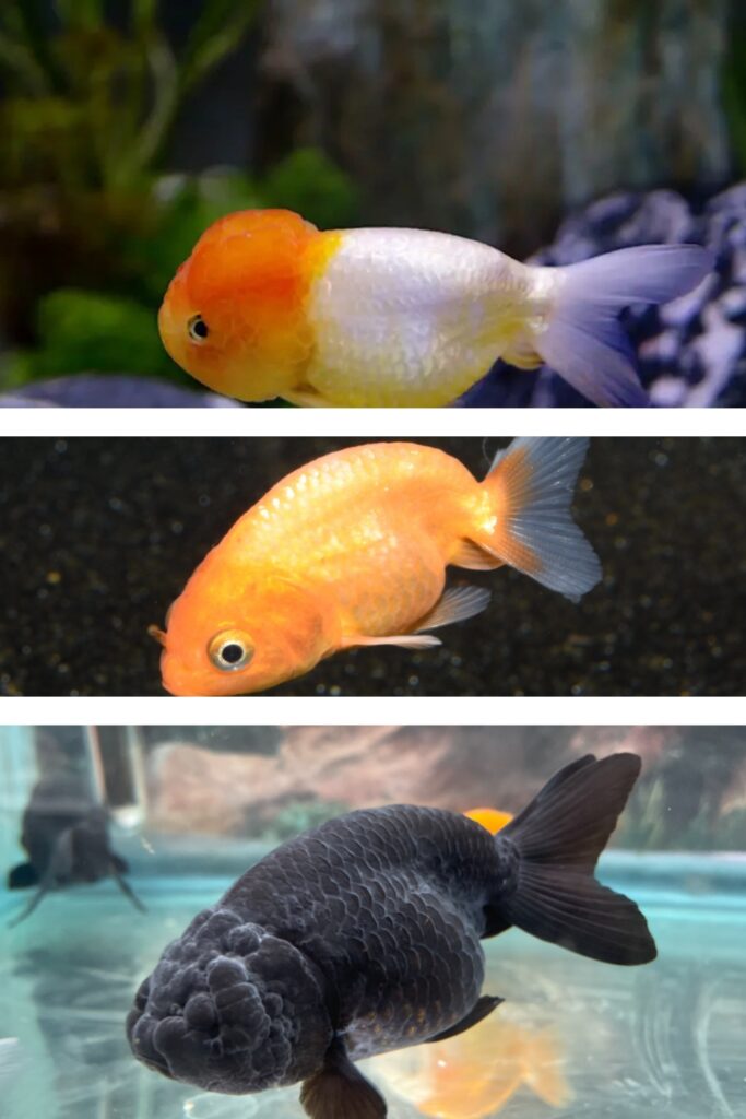 Lionhead Goldfish