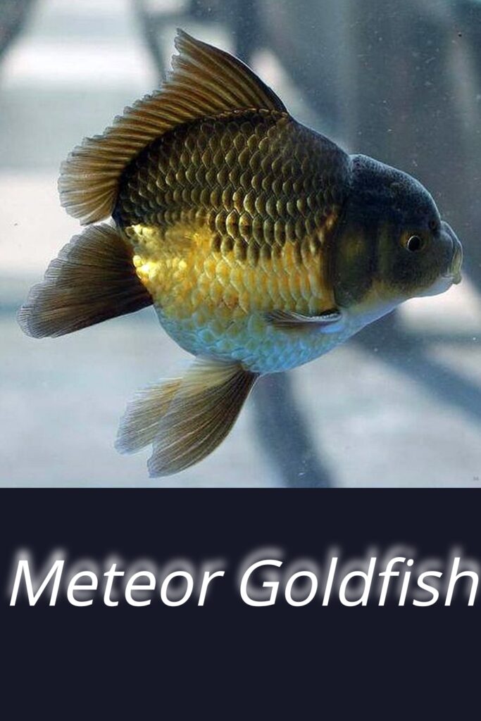 Meteor Goldfish