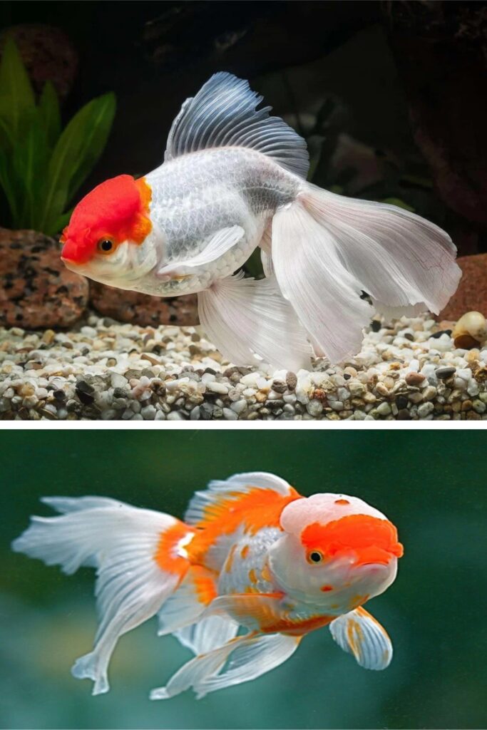 Oranda Goldfish