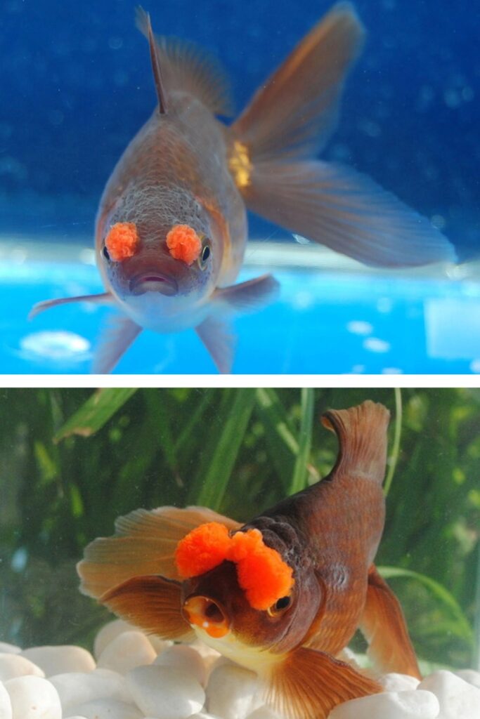 Pom Pom Goldfish