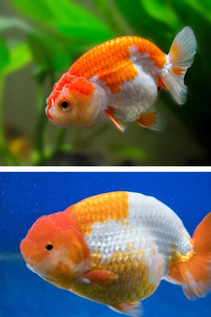 Ranchu Goldfish