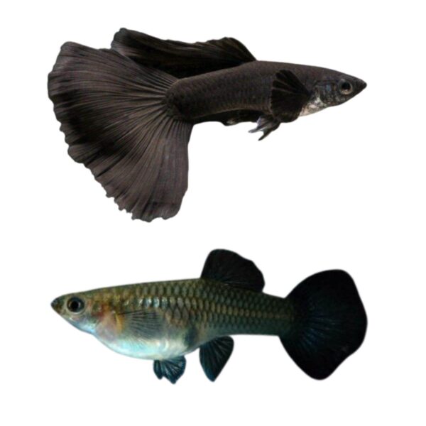 Black Moscow Guppy Pair - Image 2