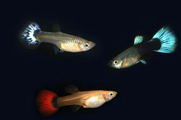 Mix Guppy Adult Pair Price in Bangladesh