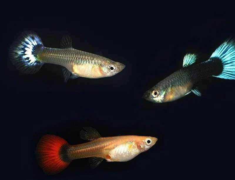Mix Guppy Adult Pair Price in Bangladesh