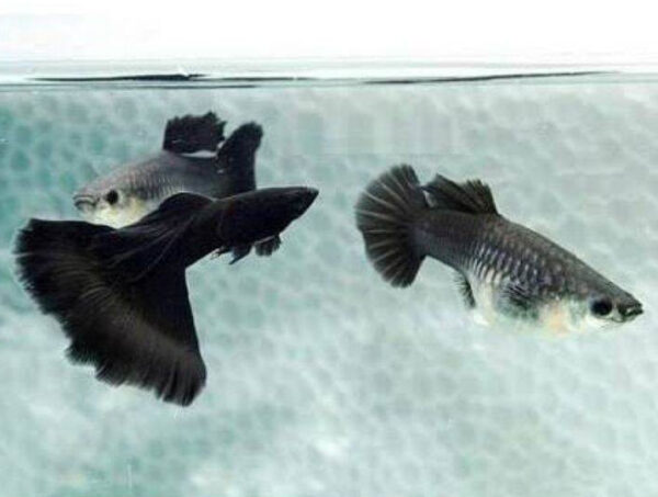 Black Moscow Guppy Pair - Image 4