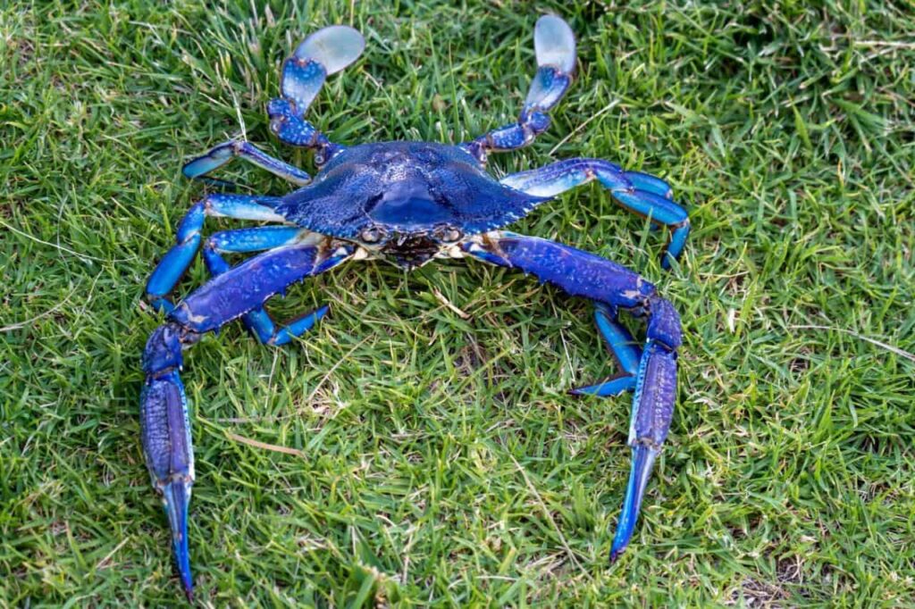 Blue Manna Crab in South Australia