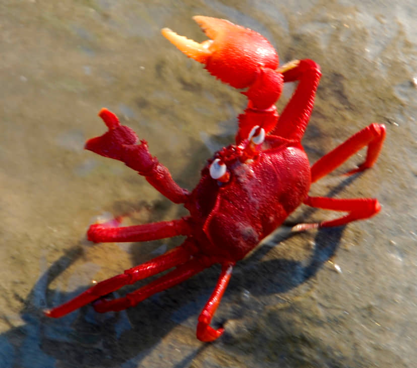 Red Sand Crab