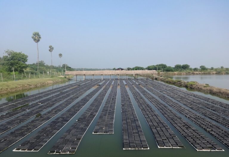 Bangladesh Crab Farming