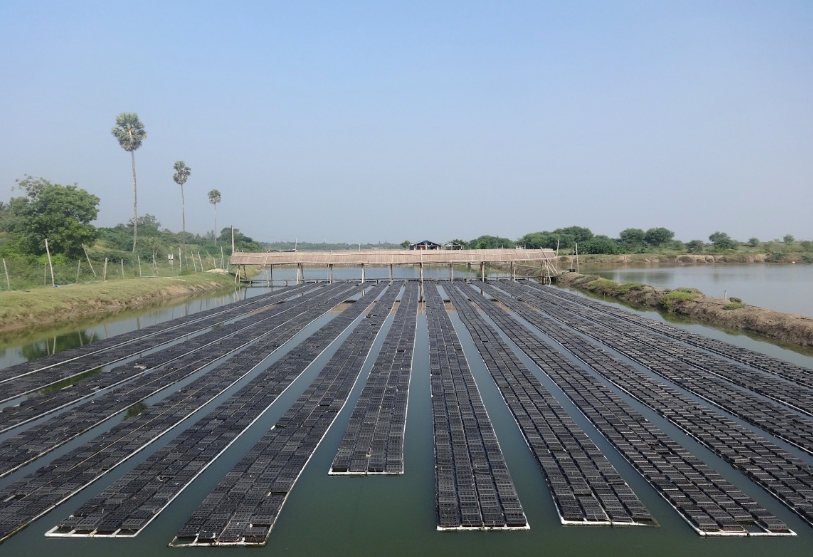 Bangladesh Crab Farming