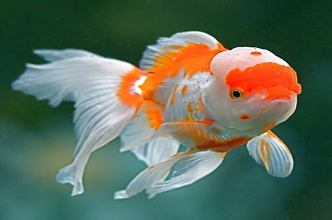 identify Male and Female Goldfish