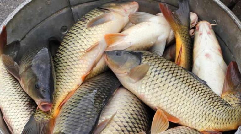 karp fish