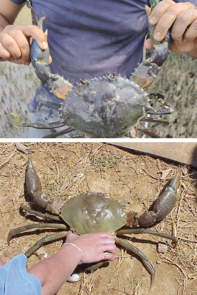 mud crabs