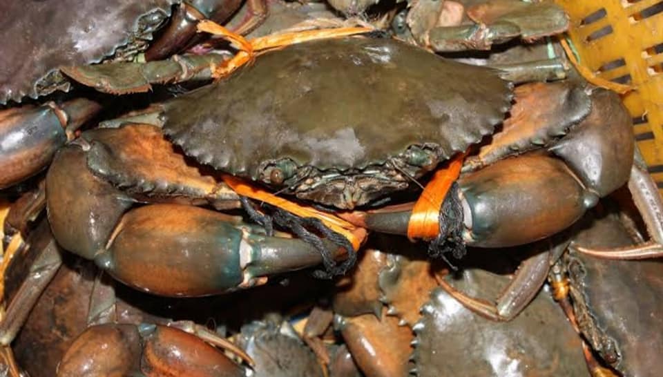 কাদা কাঁকড়া Mud Crab