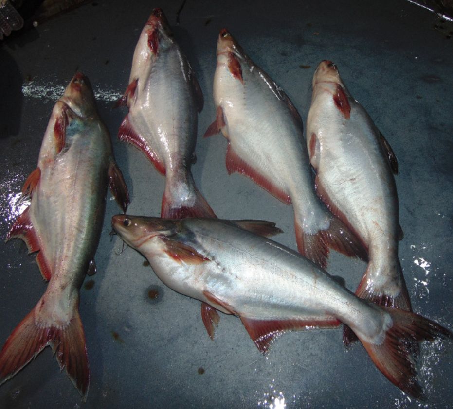 পাঙ্গাস মাছ চাষ