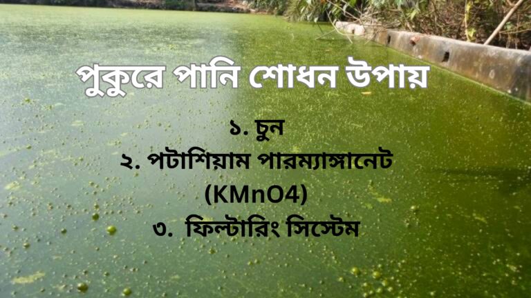 পুকুরের পানি শোধনের জন্য কি ব্যবহার করা হয়?