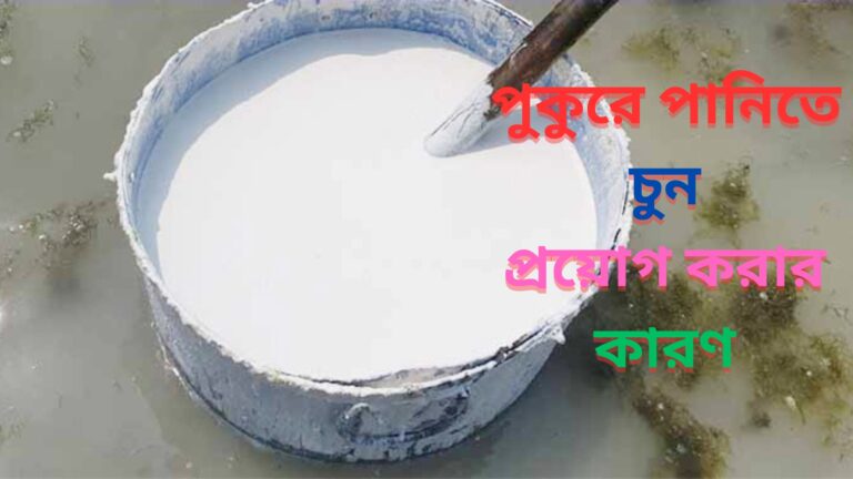 পুকুরের পানিতে চুন প্রয়োগ করা হয় কেন?