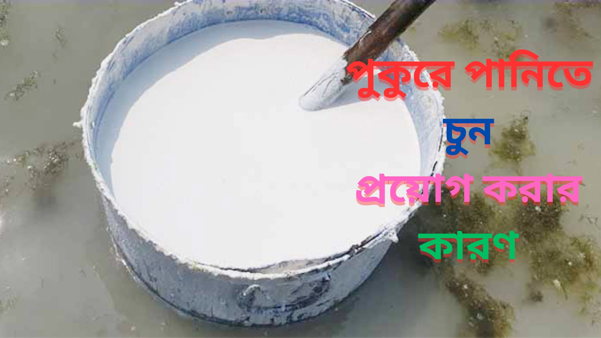 পুকুরে পানিতে চুন প্রয়োগ করা হয় কেন