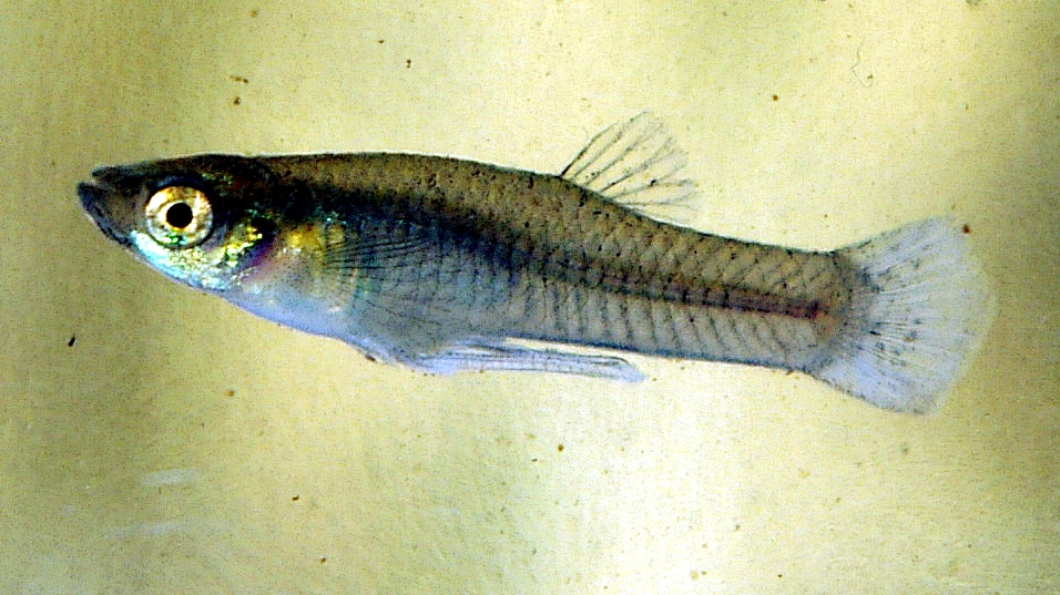 Mosquitofish
