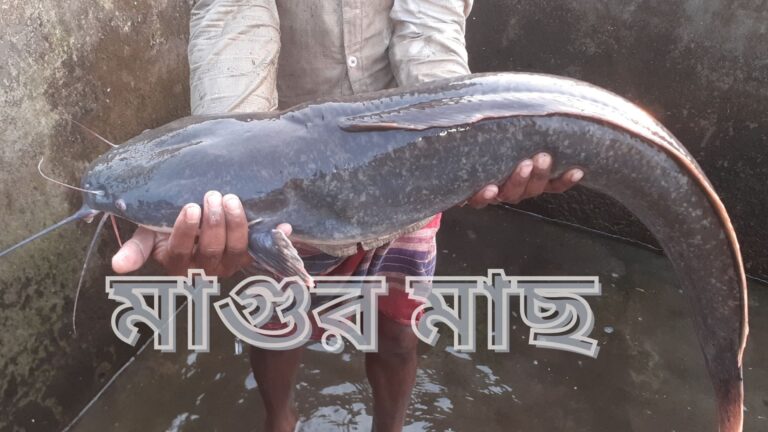 মাগুর মাছ চাষ পদ্ধতি: সফল চাষের সহজ উপায়