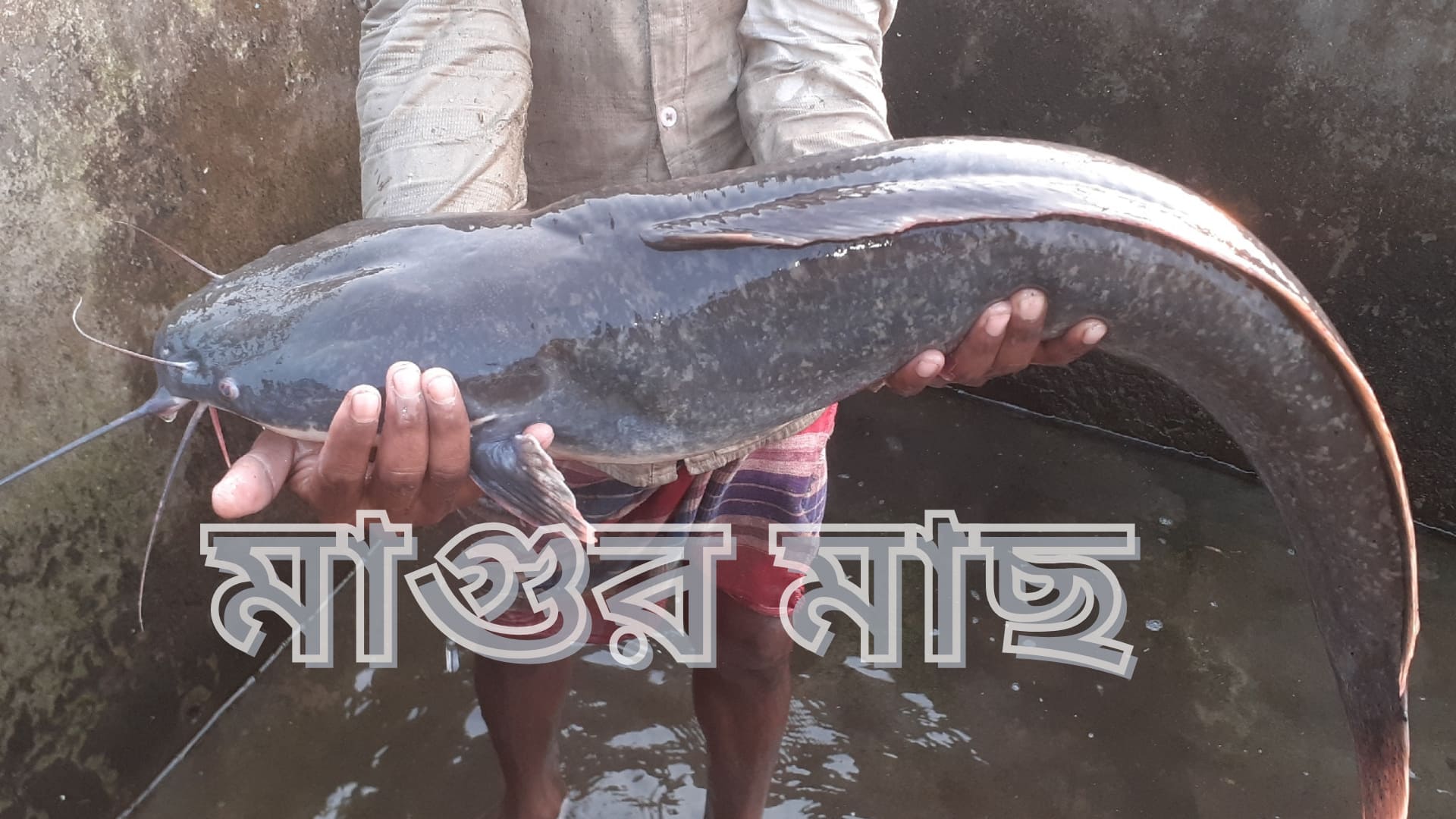 মাগুর মাছ
