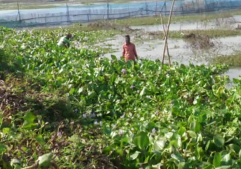 মাছের প্রাকৃতিক খাবার তৈরির পদ্ধতি