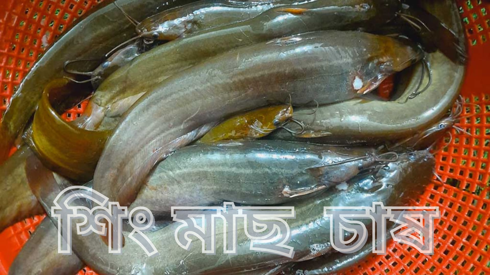 শিং মাছ চাষ