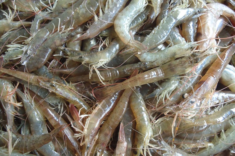 হরিনা চিংড়ি