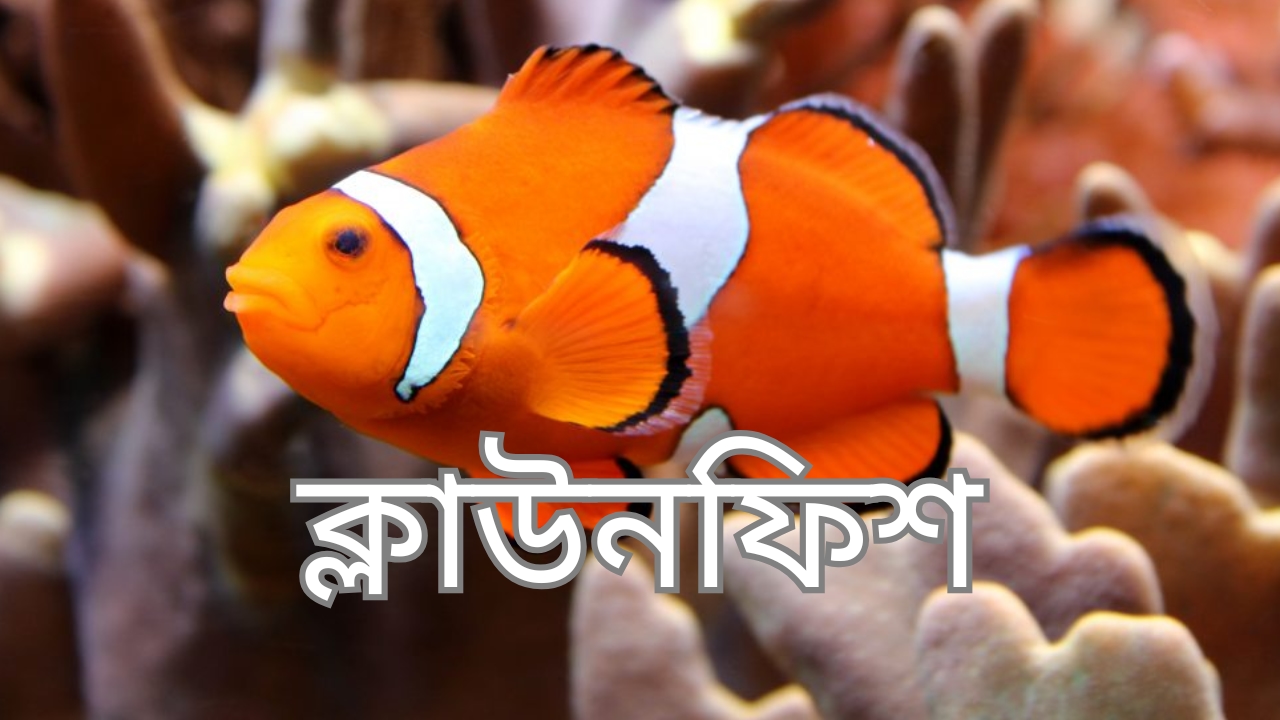 ক্লাউন ফিশ
