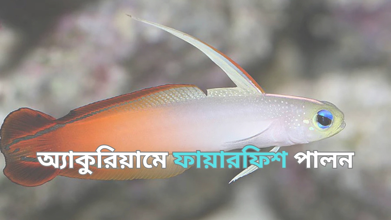 ফায়ারফিশ