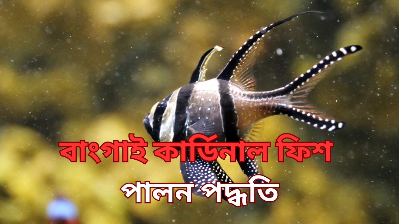 বাংগাই কার্ডিনাল ফিশ