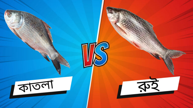 রুই ও কাতলা মাছের পার্থক্য