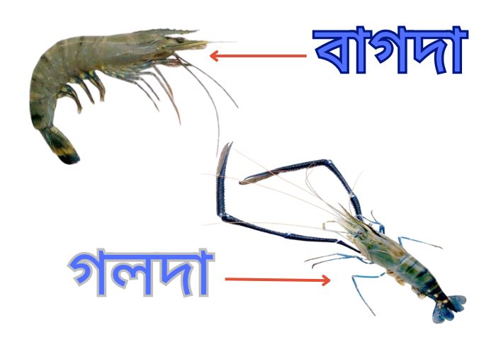 বাগদা ও গলদা চিংড়ির পার্থক্য: